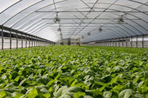 Sustainable Ethical Agriculture