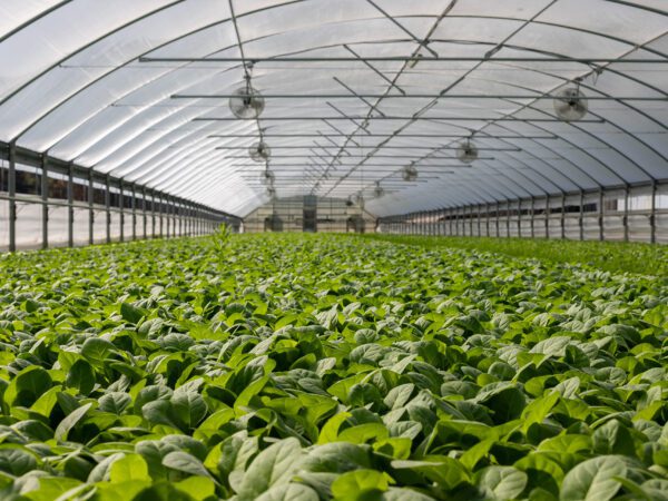 Sustainable Ethical Agriculture