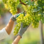 Indian Grape Industry Insights