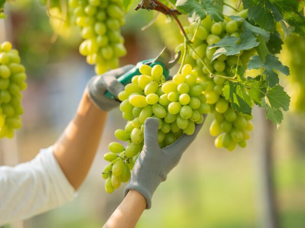 Indian Grape Industry Insights